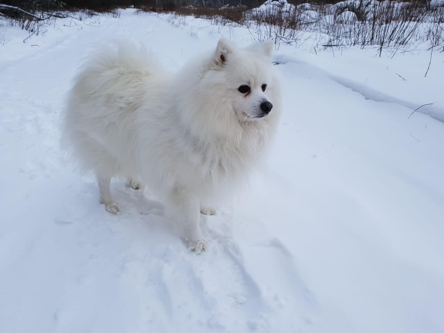 Maahiskvien Voice Of Napoleon- Mosku