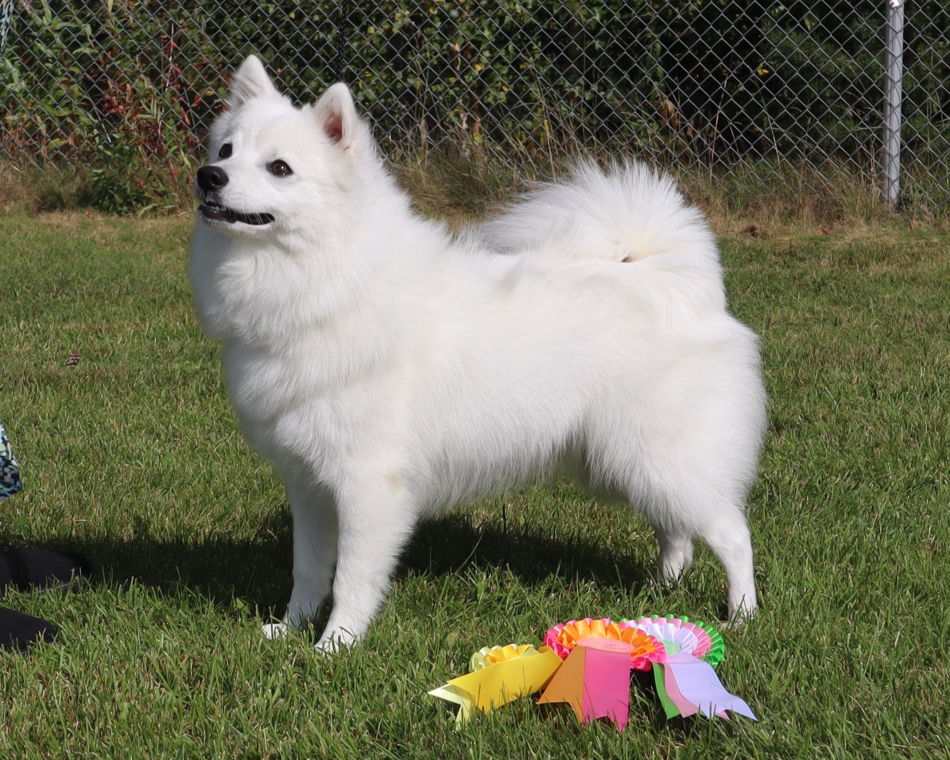 Zevens Sweet Fizzy Pop - Mera