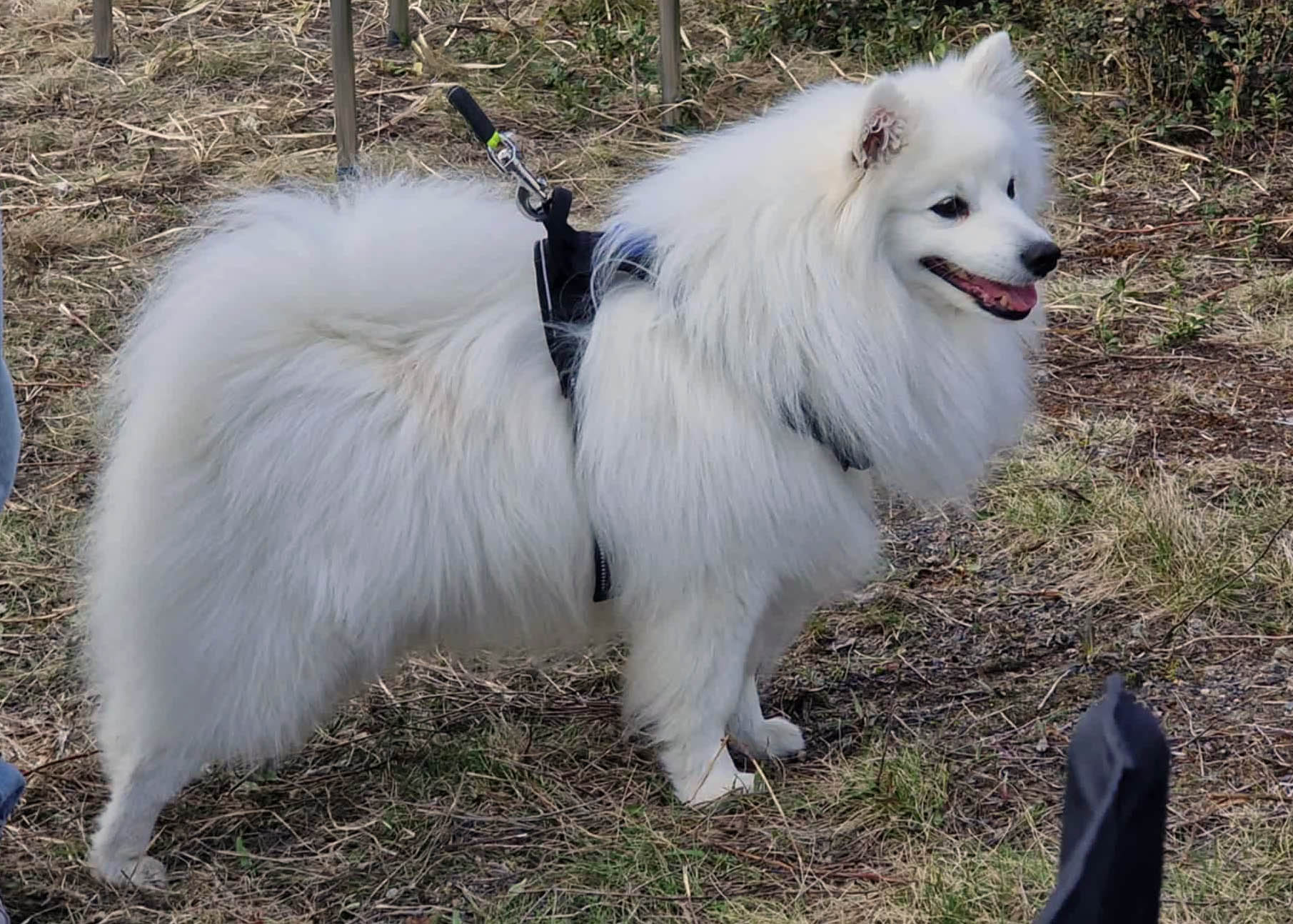 Maahiskiven Kazvo Makato Yuki -Aatu