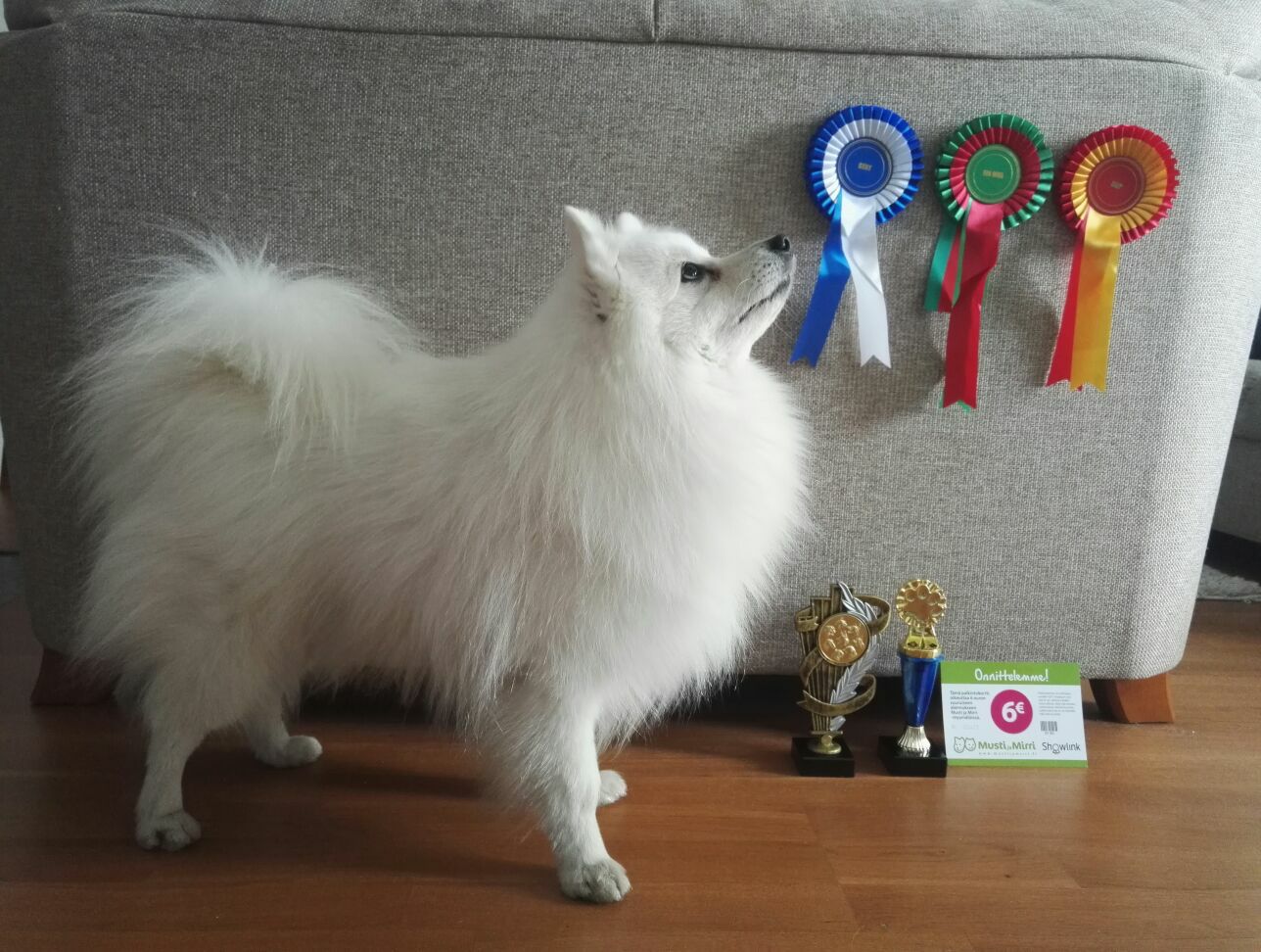 Maahiskiven Usagi-Noosama - Veeti