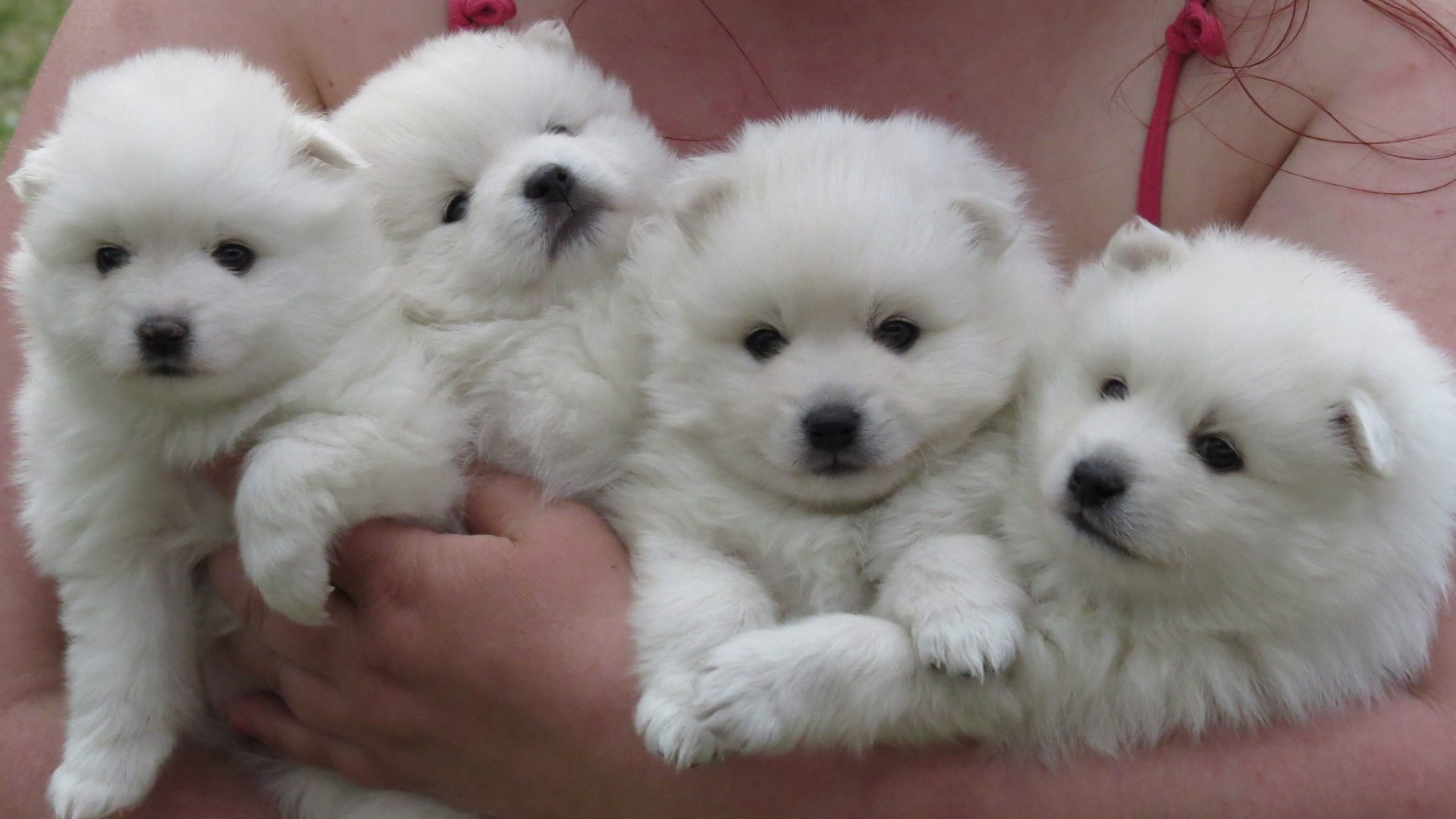 Maahiskiven pennut 2013