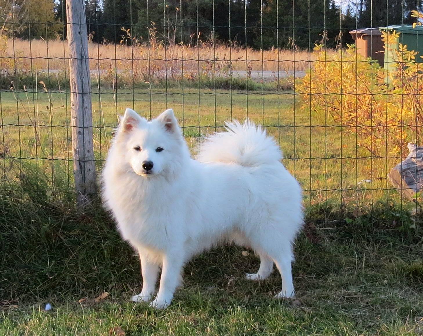 Noblewhite Envy Me - Malalai